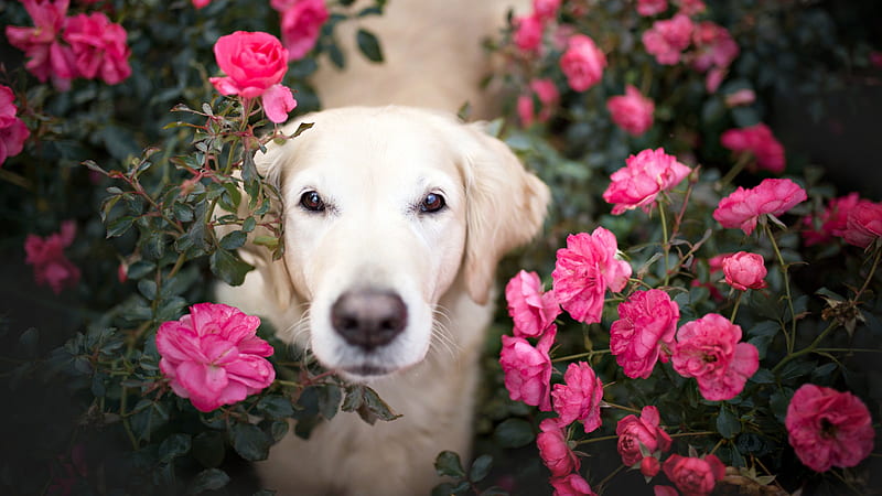 Golden Retriever dogs, pink roses, HD wallpaper