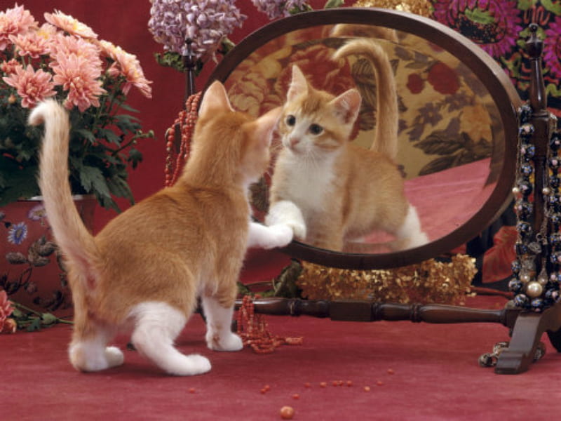 HEY, how did you get in the mirror?, cute, cat, kitten, animal, HD wallpaper