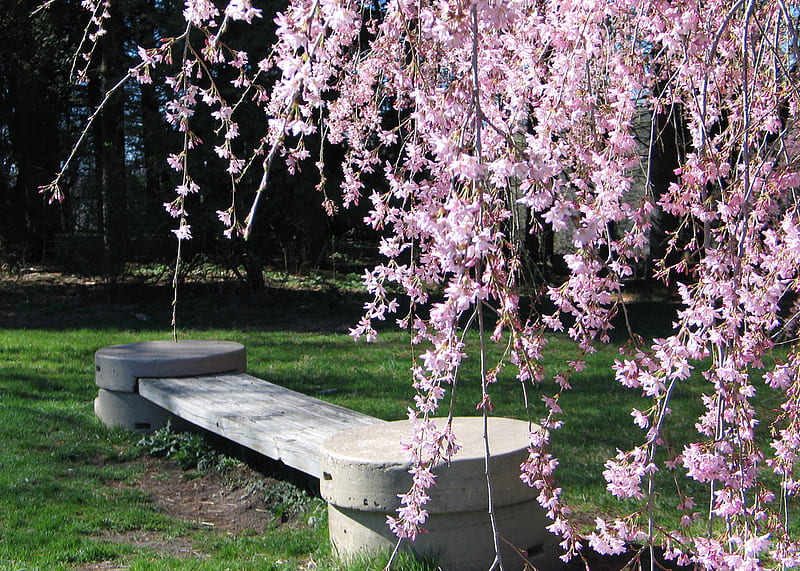cherry bench, stone, bench, blossoms, bonito, spring, pink, cherry, HD wallpaper