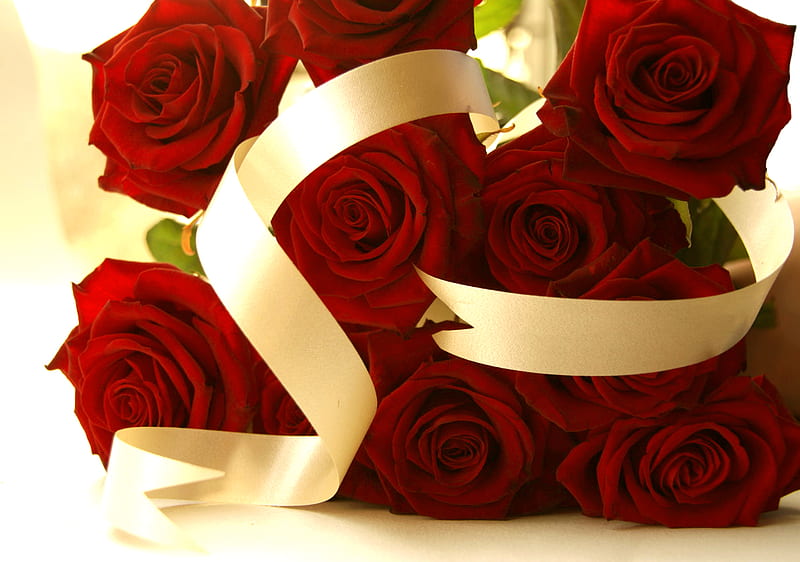 Rosas rojas rojas, rosas, celebraciones, cintas, hermosas, rosas,  elegantes, Fondo de pantalla HD | Peakpx
