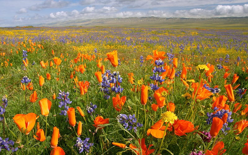 Carrizo Plain National Monument, Los Angeles, California, carrizo, orange, yellow, sky, clouds, leaves, monument, flowers, nature, blue, HD wallpaper