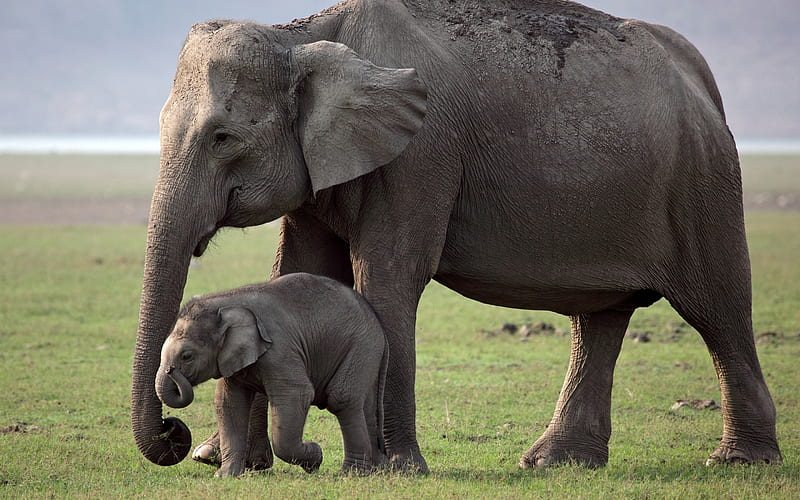 small elephant, Africa, elephants, wildlife, elephant mom with little elephant, green grass, family, HD wallpaper