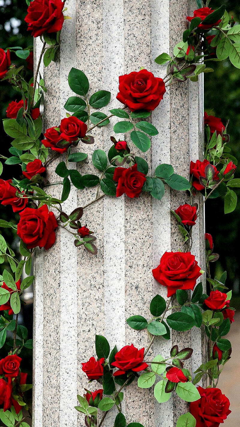 Roses, flowers, red, love, rose, HD phone wallpaper | Peakpx