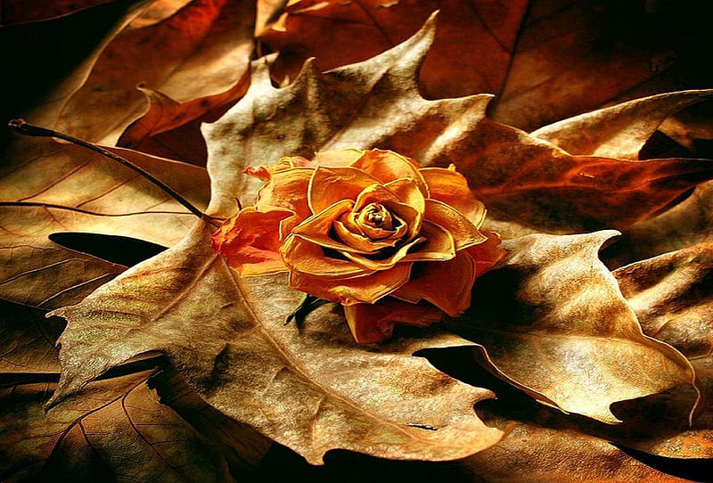 Autumn Rose, autumn, nature, leaves, rose, HD wallpaper | Peakpx