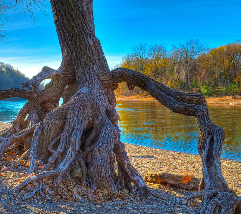 Mississippi River, nature, rooted, HD wallpaper