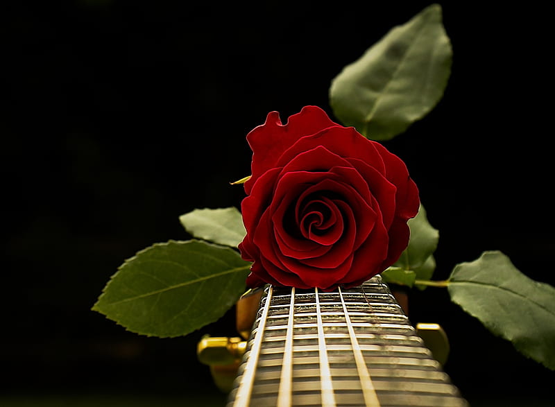 Rosa roja, rojo, instrumento, guitarra, rosa, flor, Fondo de pantalla HD |  Peakpx