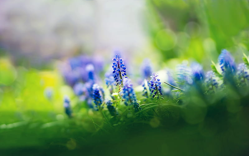 Beautiful Muscari Flowers, blue, flowers, nature, HD wallpaper