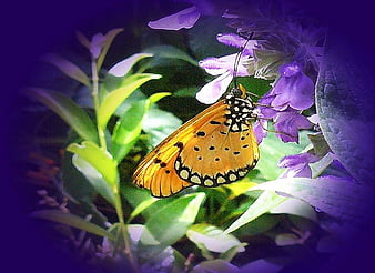 Butterfly PNGs for Free Download