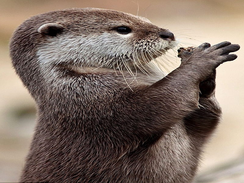 Otter, cute, funny, pray, HD wallpaper