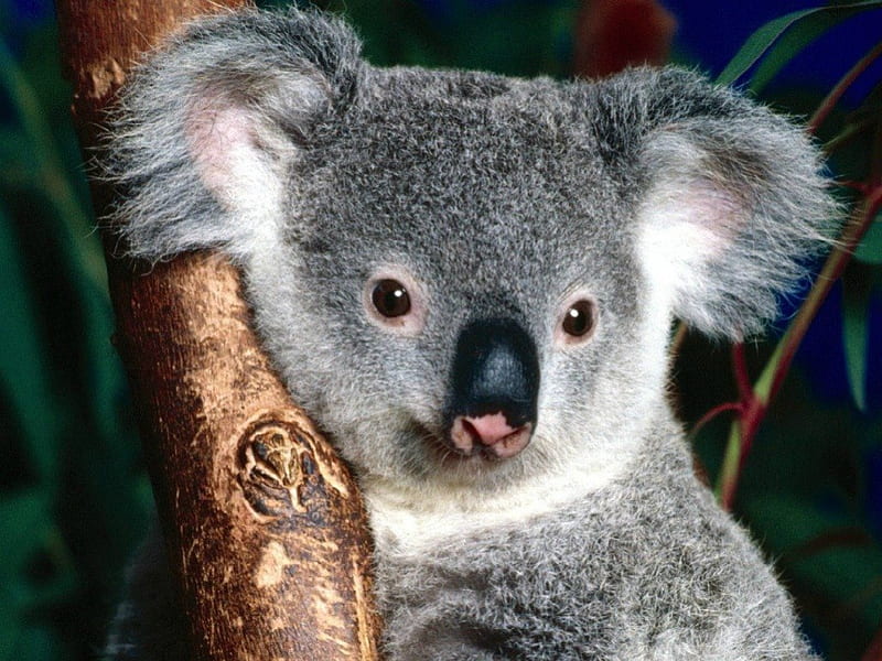 PERFECTLY POSED, juveniles, australia, wildlife, marsupials, koala, HD wallpaper