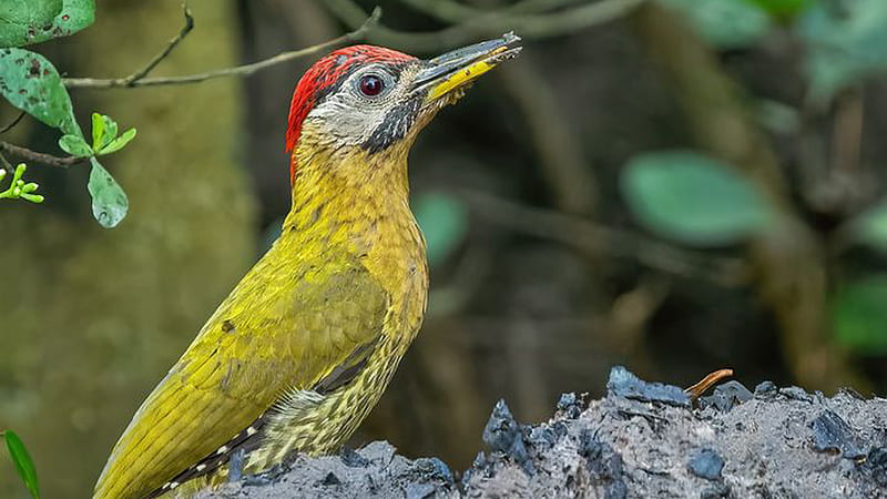 Red Yellow Laced Woodpecker In Blur Green Background Birds, HD wallpaper