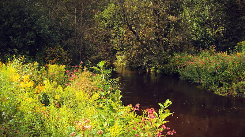 River Between Green Trees Plants Bushes Grass Nature, HD wallpaper River Between Green Trees Plants Bushes Grass Nature, HD wallpaper