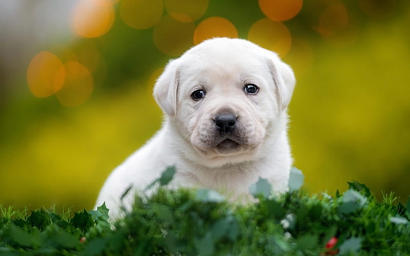 white little labrador, retriever, white puppy, pets, small dog, cute animals, labrador retriever, HD wallpaper