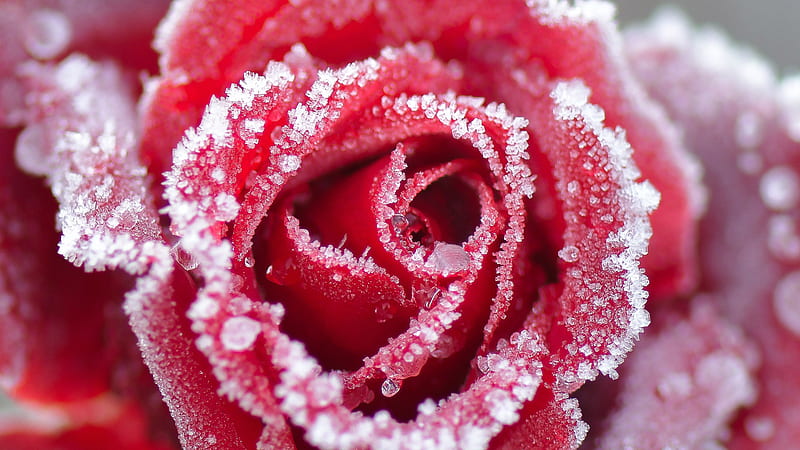 Frost Red Flower Petal Flowers, HD wallpaper | Peakpx