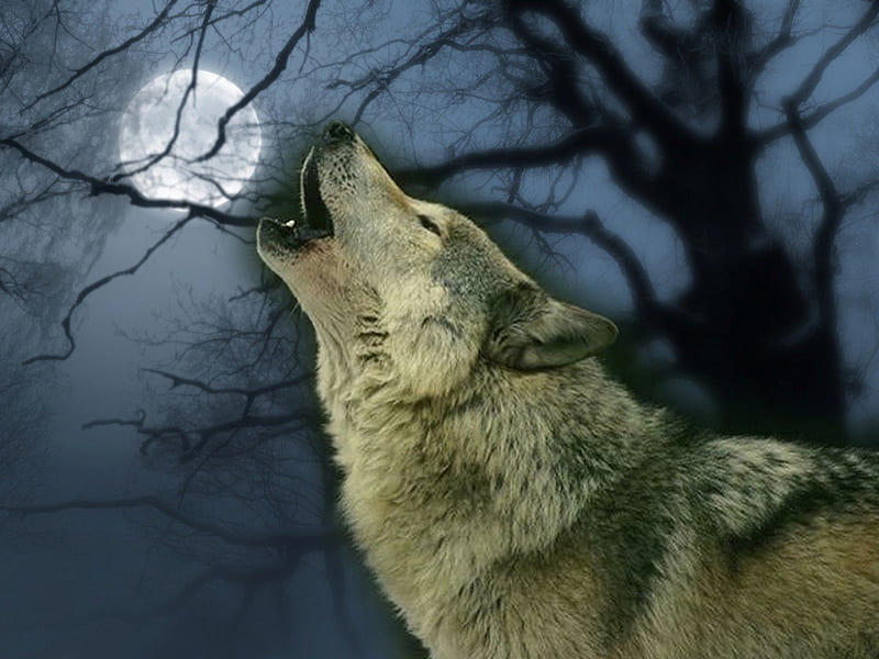 Howl to the Moon, predator, tree, moonshine, wolf, night, HD wallpaper |  Peakpx