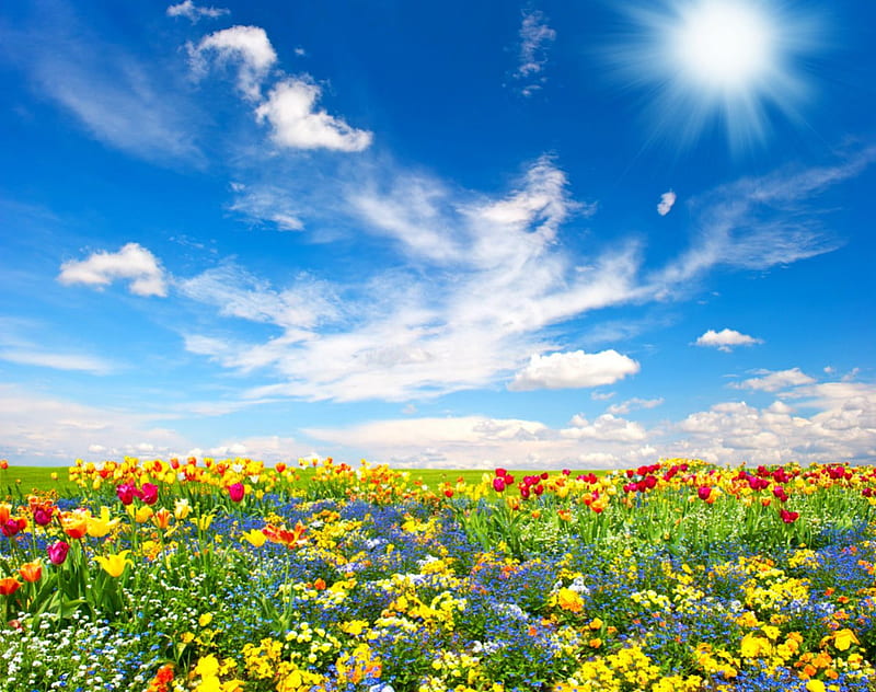 Campo de flores, flor, naturaleza, campos, cielo, Fondo de pantalla HD |  Peakpx