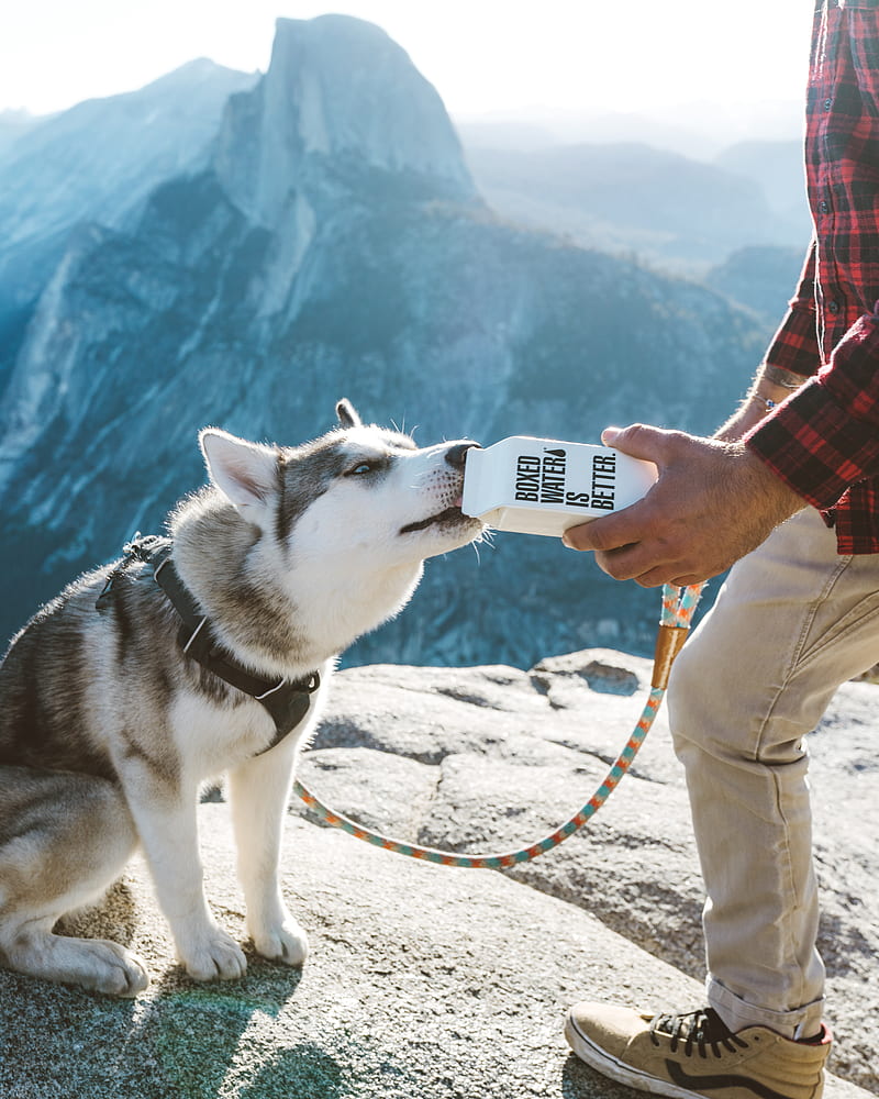 A gray and white husky drinking water out of a Boxed Water carton, HD phone wallpaper