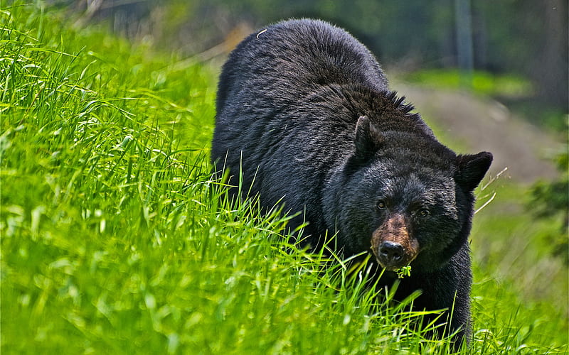 Black Bear, American Black Bear, HD wallpaper