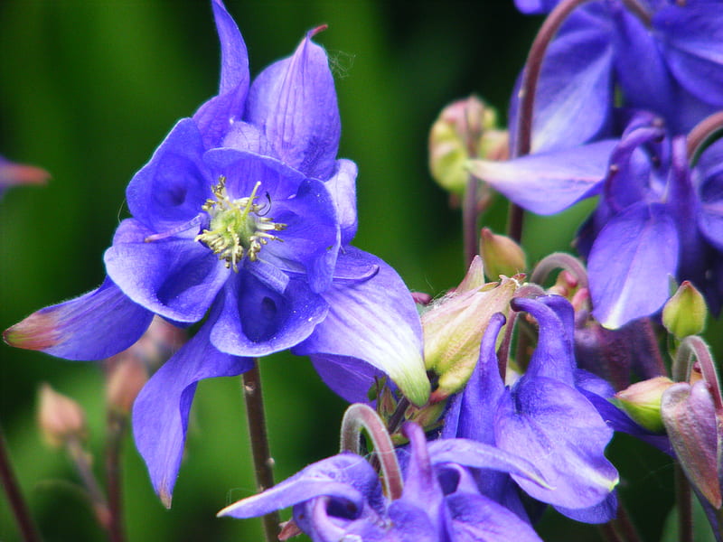 the lovely columbine., flower, garden, blue, HD wallpaper