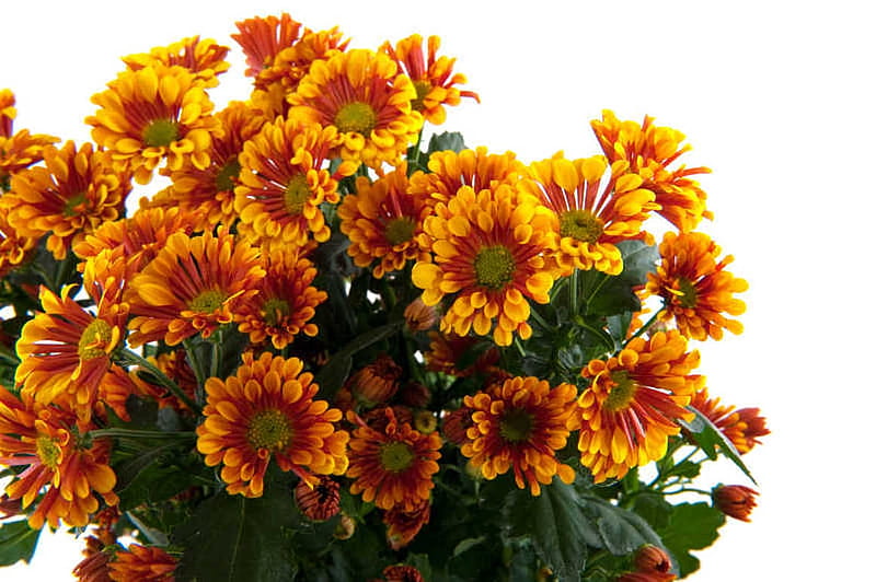 Daisy bouquet, Flowers, Daisy, Bouquet, Colorful, HD wallpaper Daisy bouquet, Flowers, Daisy, Bouquet, Colorful, HD wallpaper