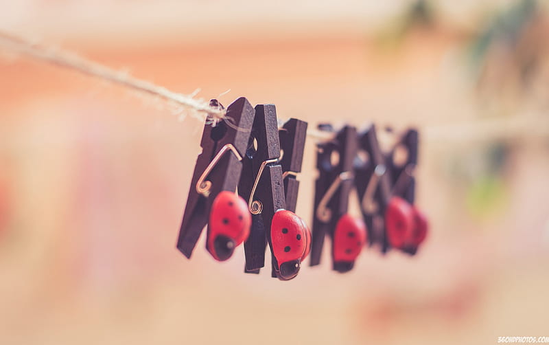 Ladybugs, red, clothespins, mood, situation, HD wallpaper