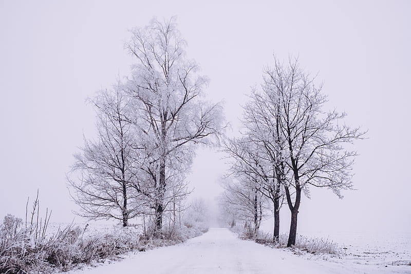 winter, forest, trees, snow, road, fog, HD wallpaper
