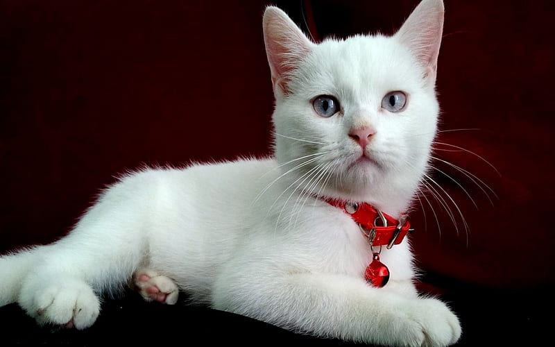 Christmas Blue Eyed White Cat, Red, Cat, Bow, Paws, bonito, White, HD wallpaper