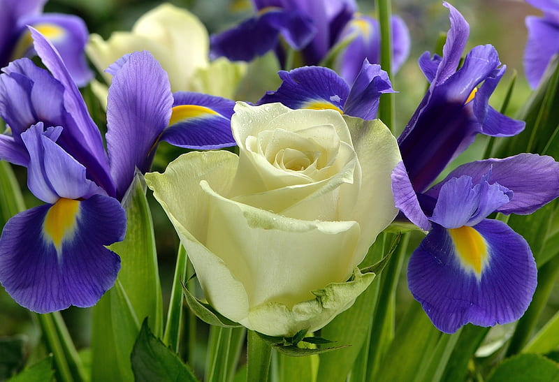 White Rose and Purple Iris, Roses, Flowers, Irises, Nature, HD wallpaper