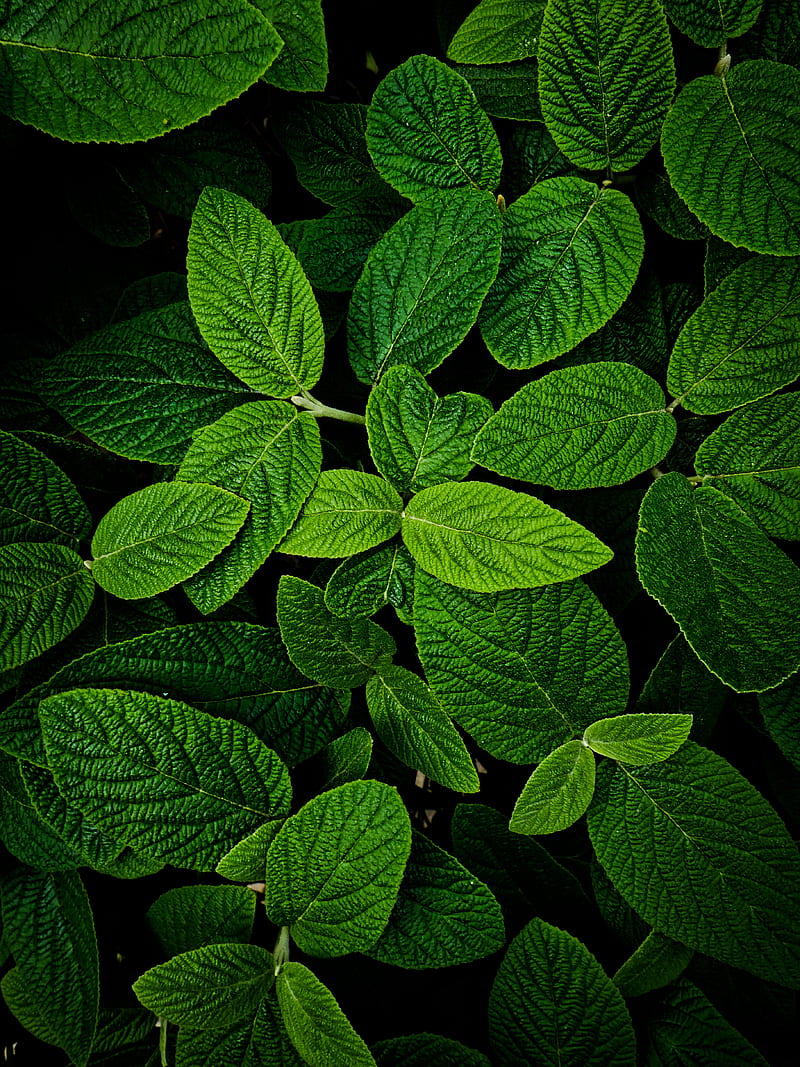leaves, macro, green, plant, HD phone wallpaper