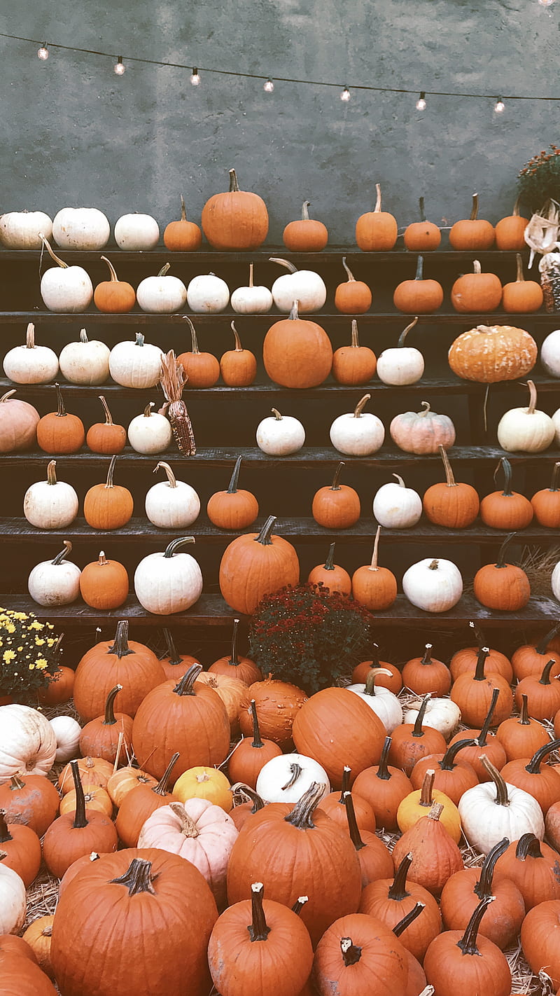 Layers of Pumpkins, pumpkin, fall, gourds, halloween, autumn, pumps18, HD phone wallpaper