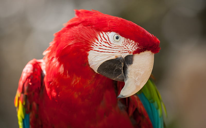 Red green macaw, New World parrot, Long tailed, Psittacidae, Threatened, HD wallpaper