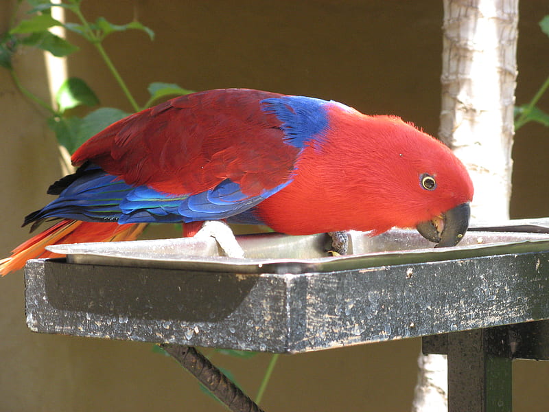 AH-Dinner!!, flying, palmitos park, parrot, bird, HD wallpaper