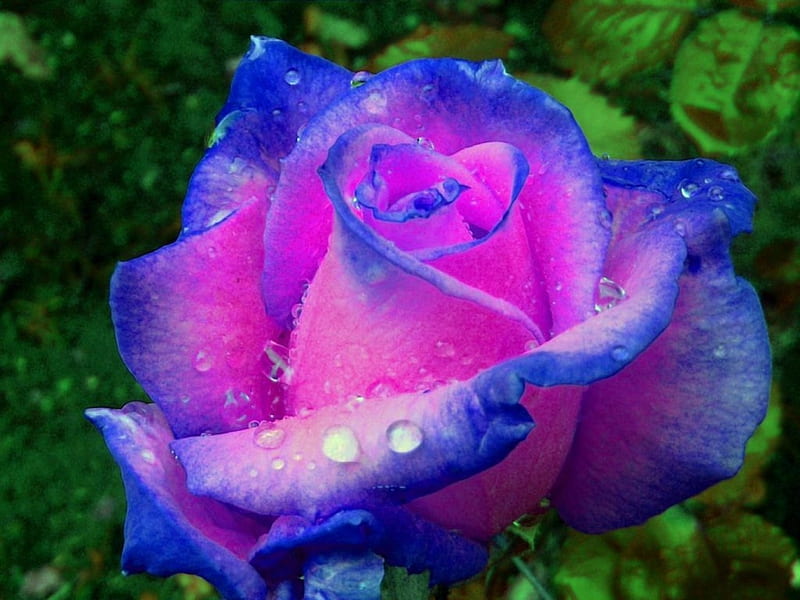 Pink Rose Trimmed in Blue, dew, trimmed, pink, blue, HD wallpaper