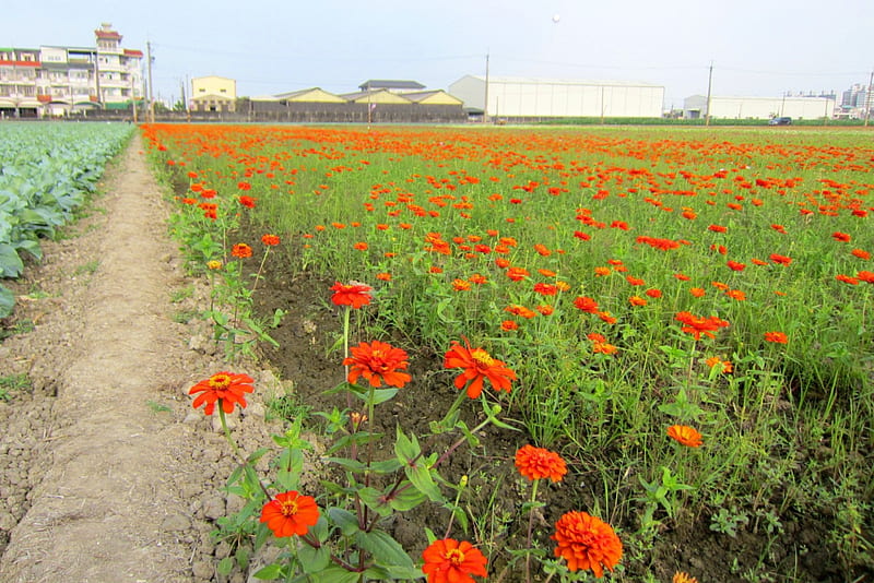 Rural flower fields, rural, flower fields, bonito, cosmos, orange color, HD wallpaper