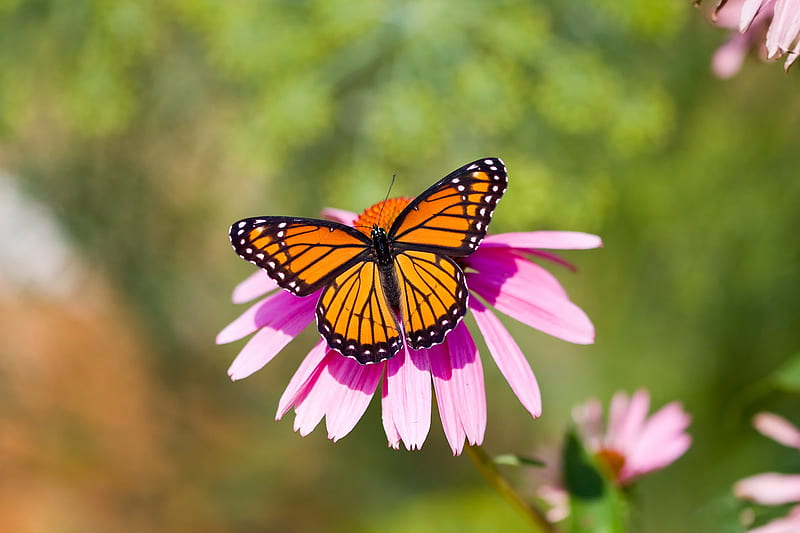 Viceroy Butterfly, viceroy, butterfly, flowers, nature, bonito, butterflies, animals, HD wallpaper