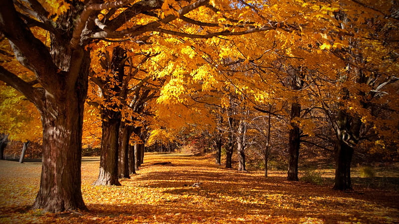 1080P free download | Autumn Park, autumn, golden, nature, park, trees ...