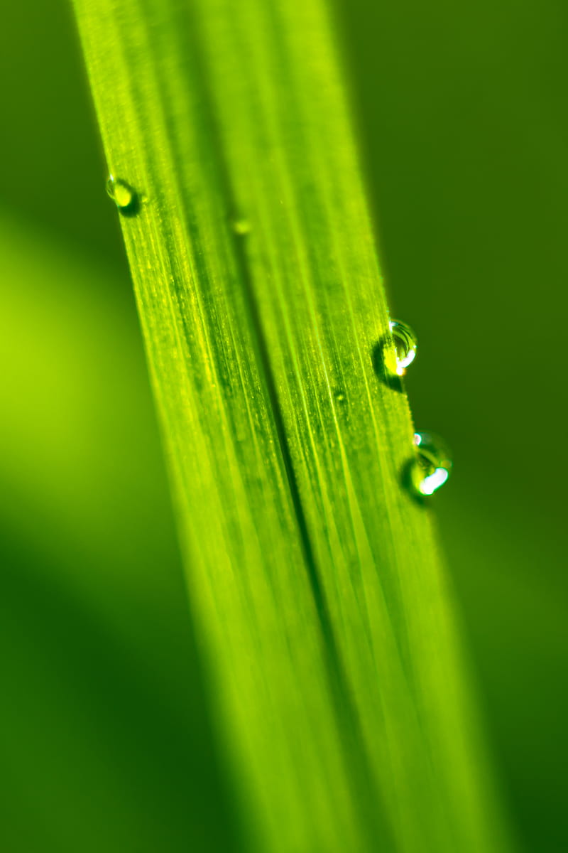 drops, water, macro, leaf, green, HD phone wallpaper