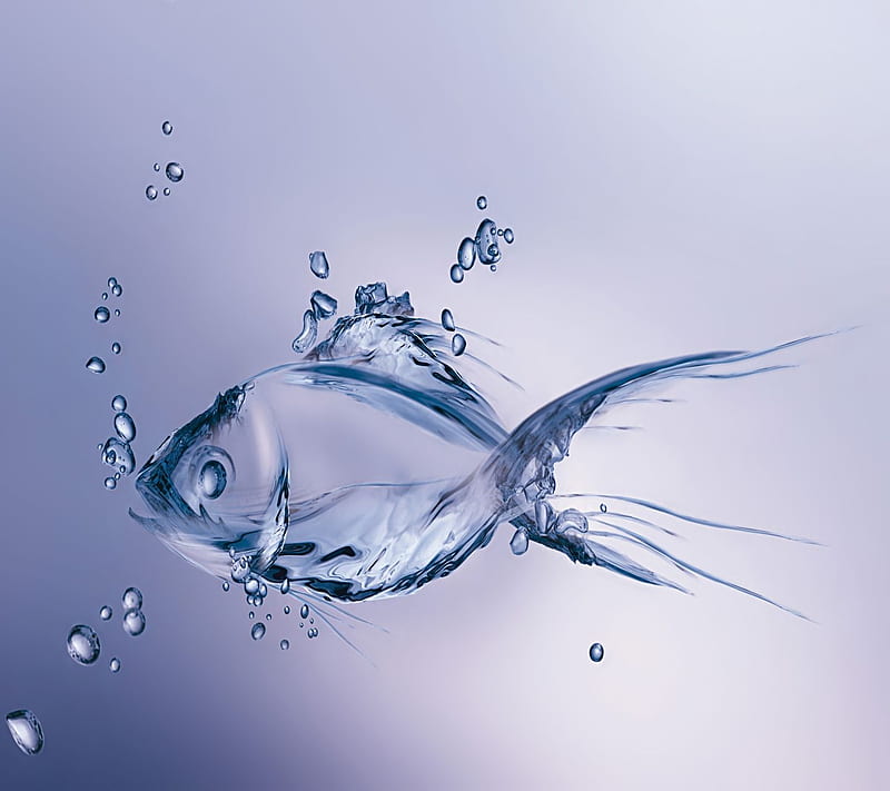 fish H2O, HD wallpaper
