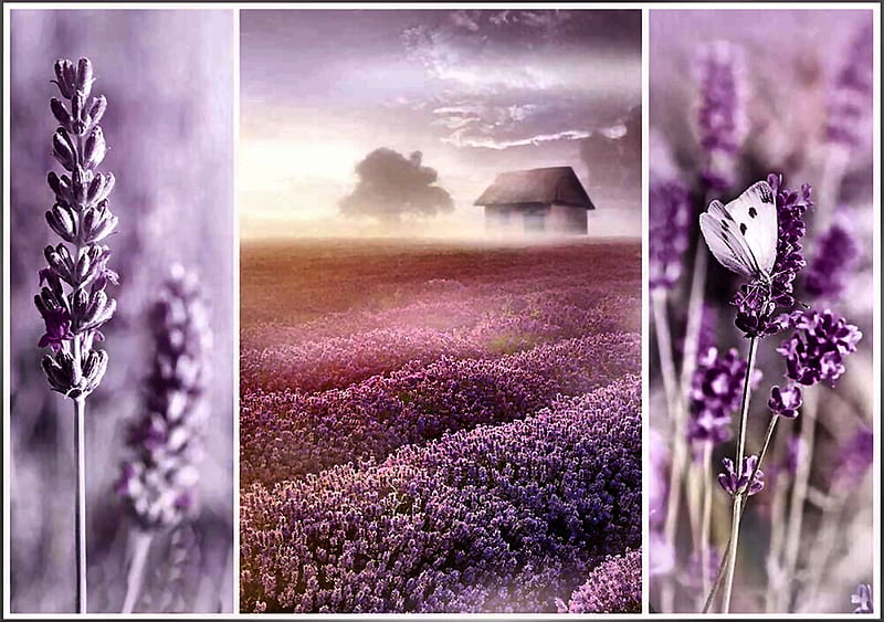 Trefl Lavendar Fields FC, art, romance, bonito, artwork, floral, lavendar, love, painting, wide screen, flower, beauty, HD wallpaper