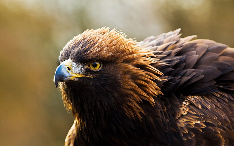 autumn golden eagle-Birds animal, HD wallpaper