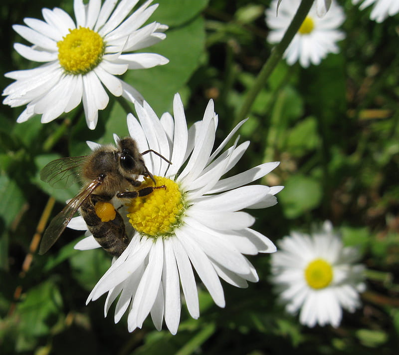 Bee At Work 3, bee, flowers, pollen, HD wallpaper