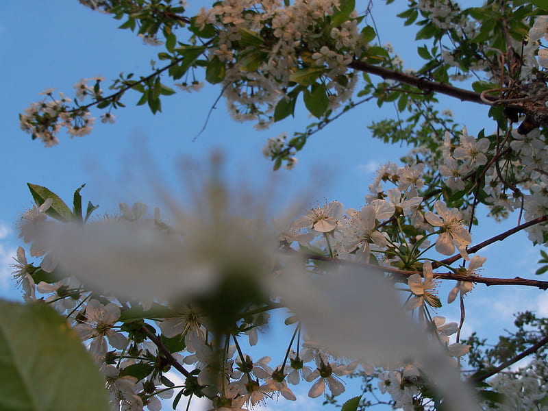 Tree flowers, flower, tree, blue sky, ready to bring forth, HD wallpaper