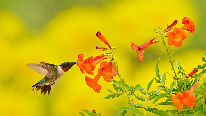 Hummingbird Is Hovering And Drinking From The Flower Animals, HD wallpaper
