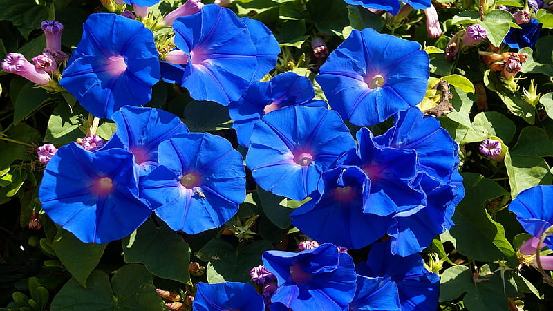 Beautiful Bluebell Flowers Flowers, HD wallpaper
