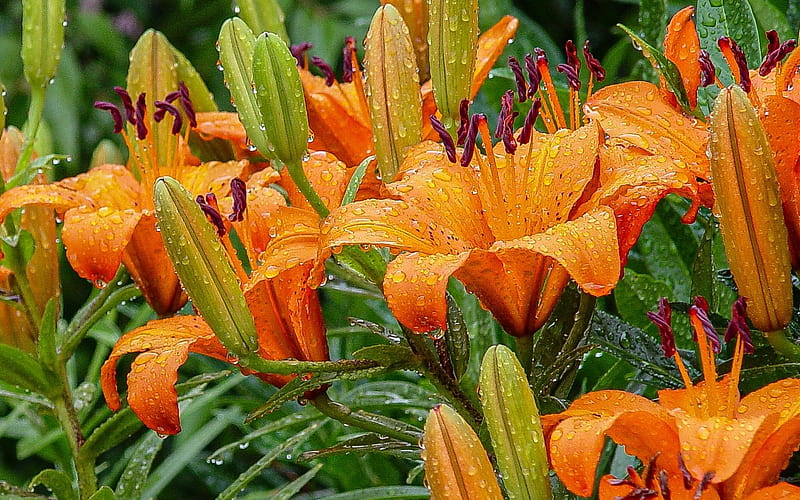 Asiatic Lilies, flowers, lilies, orange, raindrops, HD wallpaper
