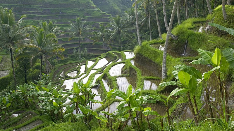 terraced rice paddies in bali indonesia, terraces, fields, mountains, palms, HD wallpaper