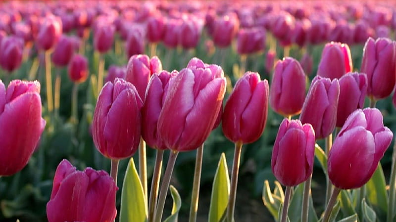 Beautiful tulips, pretty, stunning, lovely, bonito, park, garden bed, awesome, flowers, nature, tulips, pink, gorgeous, HD wallpaper