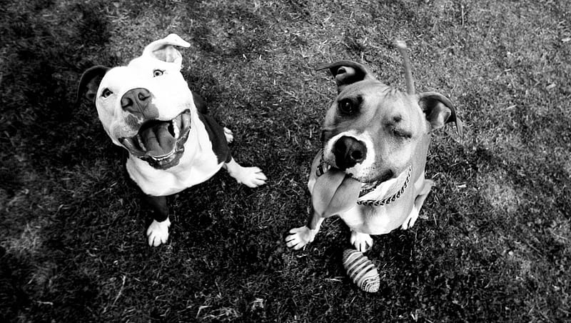 Perfect Pair, best friend, family, powerful, companion, black and white, playful, perfect, loyal, bonito, canine, sweet, graphy, big, beauty, gorgeous, dog, pitbull, guardian, smart, pet, guard dog, strong, funny, hop, HD wallpaper