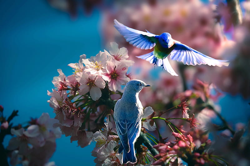 Birds, flower, thai phung, spring, pink, blue, blossom, fantasy, bird, flying, pasari, couple, HD wallpaper