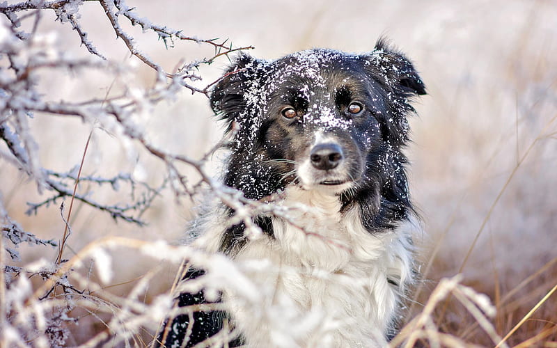 Border collie, winter, snow, white black dog, cute animals, dogs, HD wallpaper